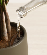 Load image into Gallery viewer, Olive stand:all