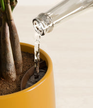 Load image into Gallery viewer, Mustard stand:all