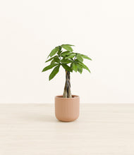 Load image into Gallery viewer, Striped Peach Pink*****Profile