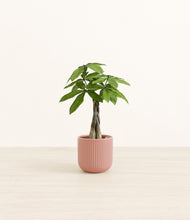 Load image into Gallery viewer, Striped Rose Pink*****Profile