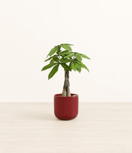 Load image into Gallery viewer, Striped Cherry Red*****Profile