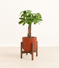 Load image into Gallery viewer, Earth Red stand:walnut