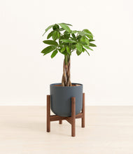 Load image into Gallery viewer, Iron Gray stand:walnut