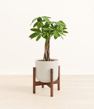Load image into Gallery viewer, Natural Bamboo stand:walnut