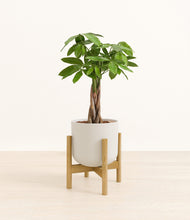 Load image into Gallery viewer, Natural Bamboo stand:bamboo