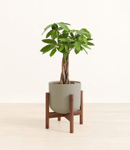 Load image into Gallery viewer, Sage Green stand:walnut