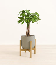 Load image into Gallery viewer, Sage Green stand:bamboo