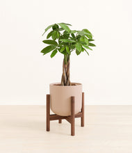Load image into Gallery viewer, Sandy Pink stand:walnut