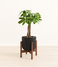 Load image into Gallery viewer, Stone Black stand:walnut