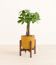 Load image into Gallery viewer, Sunset Orange stand:walnut