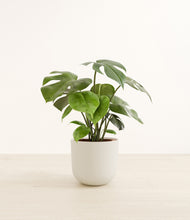 Load image into Gallery viewer, Natural Bamboo*****Profile