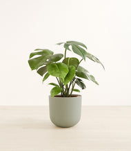 Load image into Gallery viewer, Sage Green*****Profile