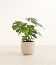 Load image into Gallery viewer, Sandy Pink*****Profile