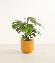 Load image into Gallery viewer, Sunset Orange*****Profile