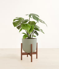 Load image into Gallery viewer, Sage Green stand:walnut