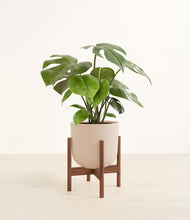 Load image into Gallery viewer, Sandy Pink stand:walnut