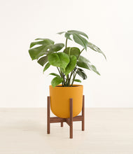 Load image into Gallery viewer, Sunset Orange stand:walnut