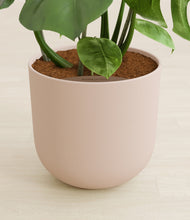 Load image into Gallery viewer, Sandy Pink stand:all