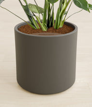 Load image into Gallery viewer, Dark Olive stand:all