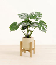 Load image into Gallery viewer, Almond Green stand:light