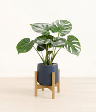 Load image into Gallery viewer, Deep Navy stand:light