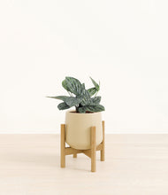 Load image into Gallery viewer, Almond Green stand:bamboo