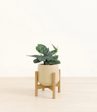 Load image into Gallery viewer, Almond Green stand:light