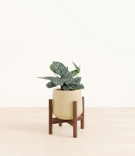 Load image into Gallery viewer, Almond Green stand:walnut