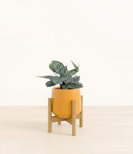 Load image into Gallery viewer, Mustard stand:bamboo