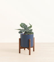 Load image into Gallery viewer, Deep Navy stand:walnut