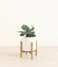 Load image into Gallery viewer, White stand:light