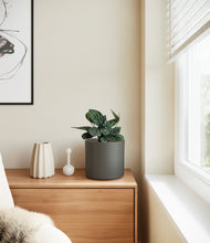 Load image into Gallery viewer, Dark Olive