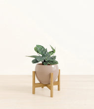 Load image into Gallery viewer, Desert Brown stand:light