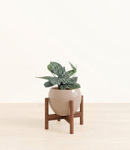 Load image into Gallery viewer, Desert Brown stand:walnut