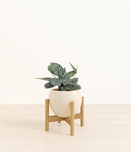Load image into Gallery viewer, Shiny EggWhite stand:bamboo