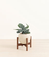 Load image into Gallery viewer, Shiny EggWhite stand:walnut