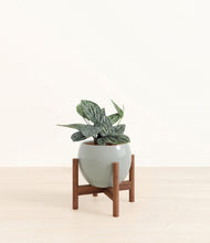 Load image into Gallery viewer, Deep Ocean stand:walnut