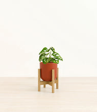 Load image into Gallery viewer, Earth Red stand:bamboo