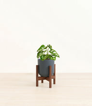 Load image into Gallery viewer, Iron Gray stand:walnut