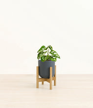 Load image into Gallery viewer, Iron Gray stand:bamboo
