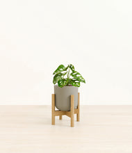 Load image into Gallery viewer, Sage Green stand:bamboo