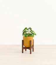 Load image into Gallery viewer, Sunset Orange stand:walnut