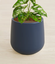 Load image into Gallery viewer, Deep Navy stand:all