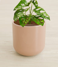 Load image into Gallery viewer, Glossy Pink stand:all