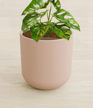 Load image into Gallery viewer, Sandy Pink stand:all