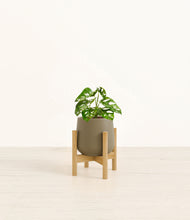 Load image into Gallery viewer, Olive stand:bamboo