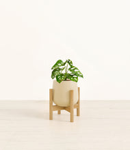 Load image into Gallery viewer, Almond Green stand:bamboo
