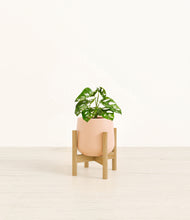 Load image into Gallery viewer, Gentle Pink stand:bamboo