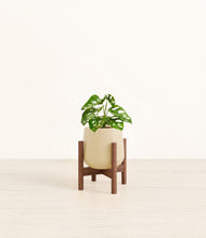 Load image into Gallery viewer, Almond Green stand:walnut