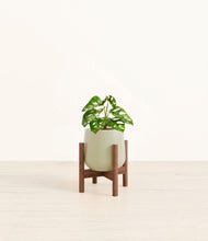 Load image into Gallery viewer, Turquoise stand:walnut